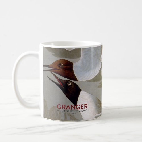 Audubon Bonapartes Gull Coffee Mug