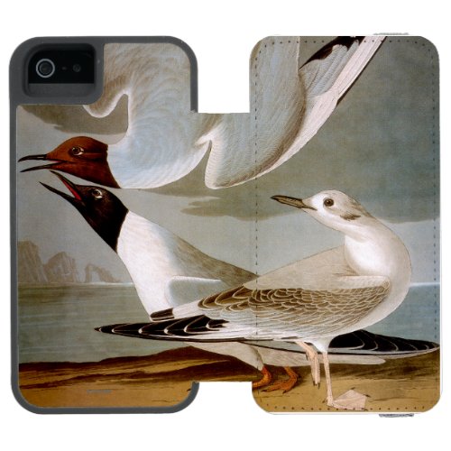 Audubon Bonapartes Gull Wallet Case For iPhone SE55s