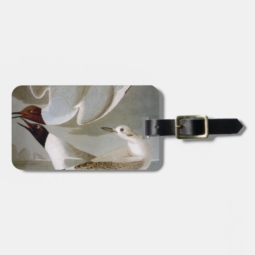Audubon Bonapartes Gull Luggage Tag