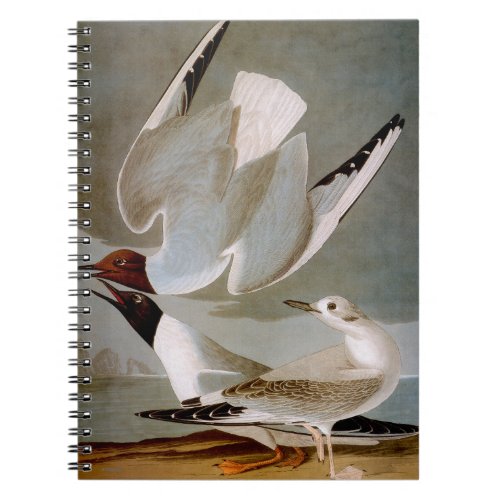 Audubon Bonapartes Gull Notebook