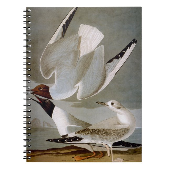 Audubon: Bonaparte's Gull Notebook (Front)