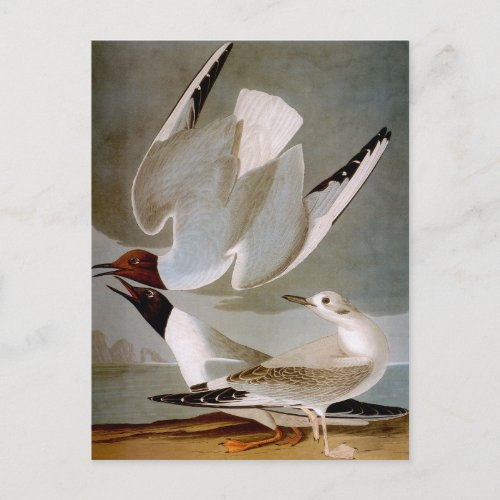 Audubon Bonapartes Gull Postcard