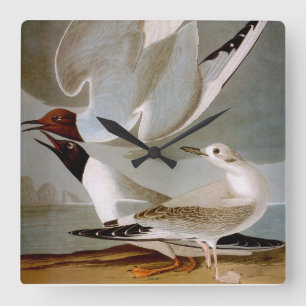 Audubon: Bonaparte's Gull Square Wall Clock