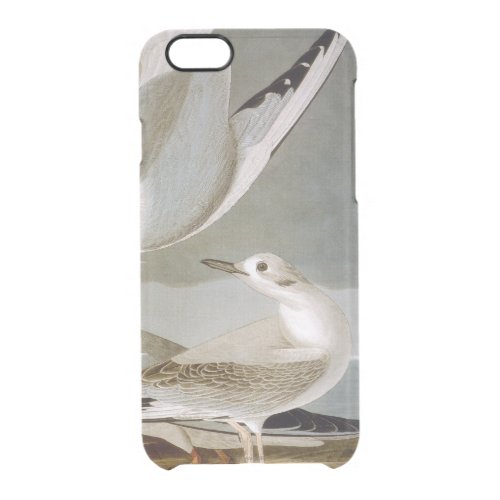 Audubon Bonapartes Gull Clear iPhone 66S Case