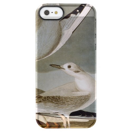 Audubon Bonapartes Gull Clear iPhone SE55s Case
