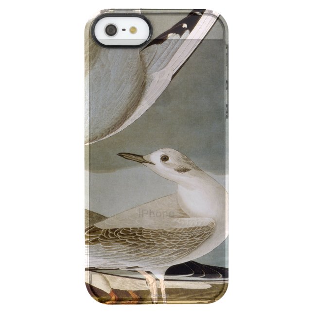 Audubon: Bonaparte's Gull Uncommon iPhone Case (Back)