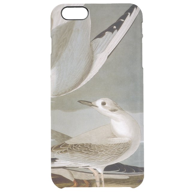 Audubon: Bonaparte's Gull Uncommon iPhone Case (Back)