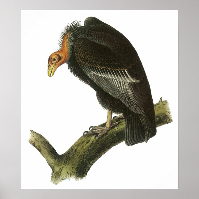 Audubon California Condor Poster (Front)