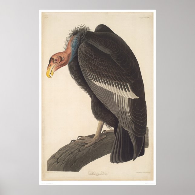 Audubon California Vulture (2609A) Poster (Front)