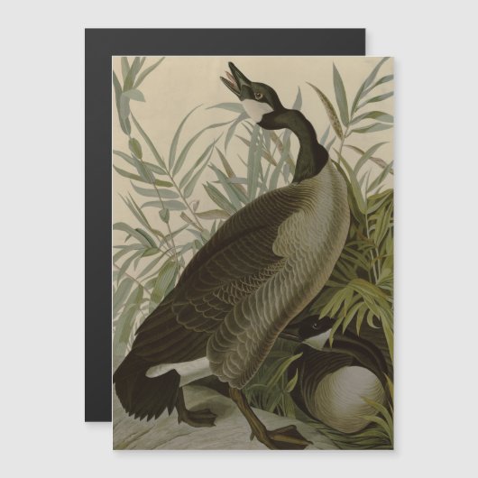 Audubon Canada Goose Wildlife Bird (Front/Back)
