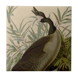 Audubon Canada Goose Wildlife Bird Ceramic Tile