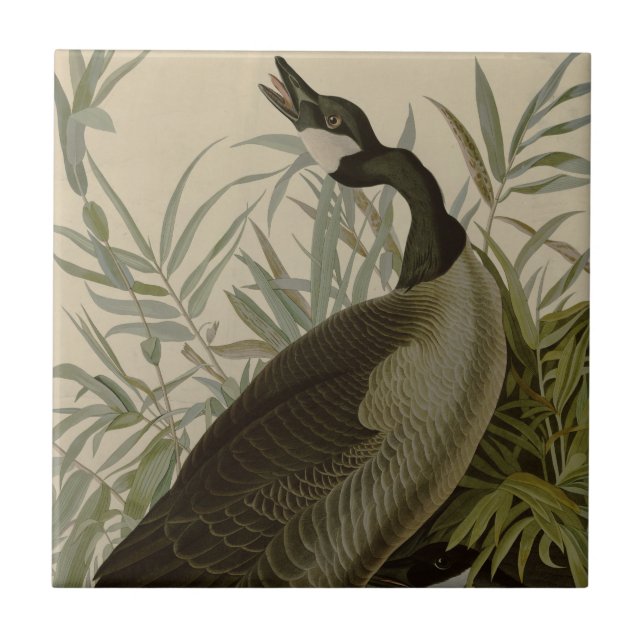 Audubon Canada Goose Wildlife Bird Ceramic Tile (Front)