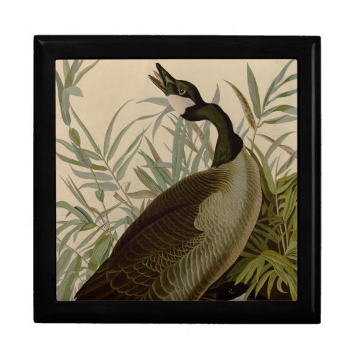 Audubon Canada Goose Wildlife Bird Gift Box