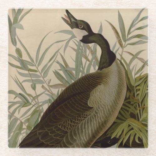 Audubon Canada Goose Wildlife Bird Glass Coaster