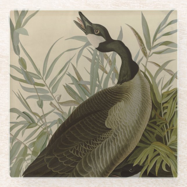 Audubon Canada Goose Wildlife Bird Glass Coaster (Front)