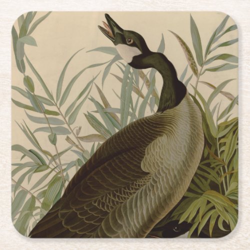 Audubon Canada Goose Wildlife Bird Square Paper Coaster