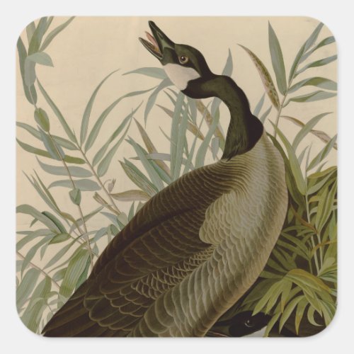 Audubon Canada Goose Wildlife Bird Square Sticker