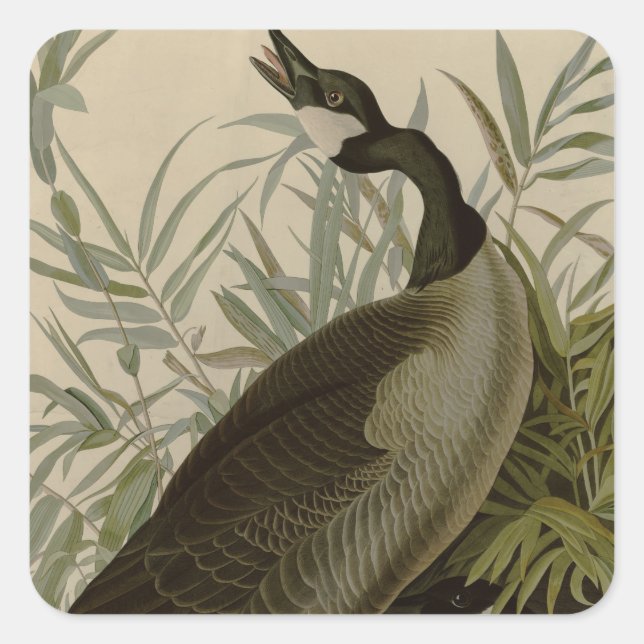 Audubon Canada Goose Wildlife Bird Square Sticker (Front)