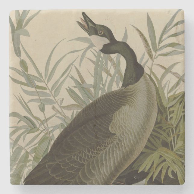 Audubon Canada Goose Wildlife Bird Stone Coaster (Front)