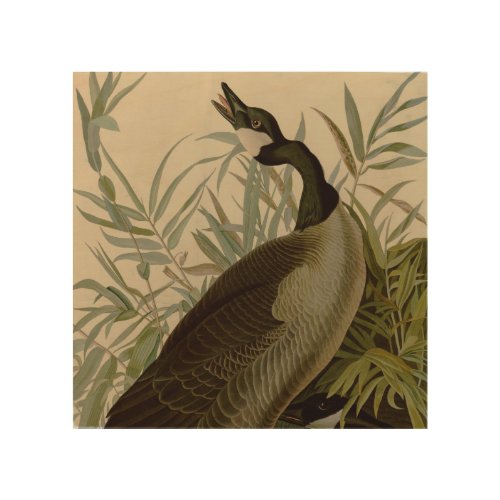 Audubon Canada Goose Wildlife Bird Wood Wall Art