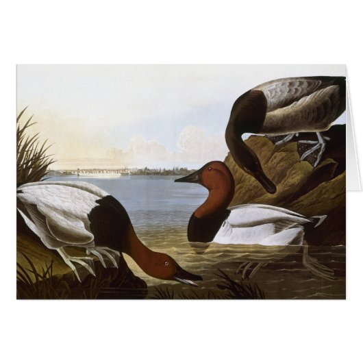 Audubon: Canvasback Cards (Front Horizontal)