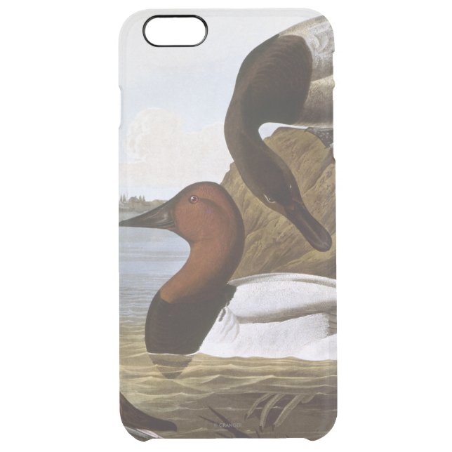 Audubon: Canvasback Uncommon iPhone Case (Back)