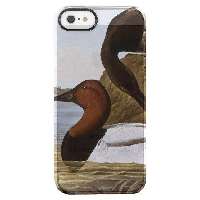 Audubon: Canvasback Uncommon iPhone Case (Back)