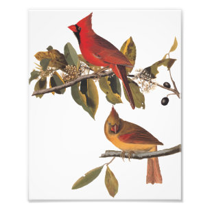 Audubon Cardinal Pair in Wild Almond Tree Photo Print