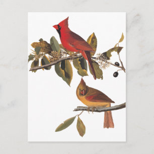 Audubon Cardinal Pair in Wild Almond Tree Postcard
