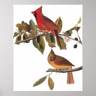 Audubon Cardinal Pair in Wild Almond Tree Poster