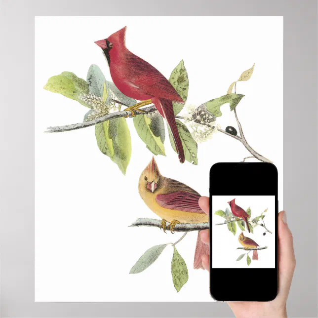 Audubon Cardinal Poster | Zazzle