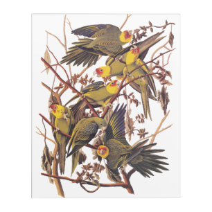 Audubon Carolina Parakeet Acrylic Print