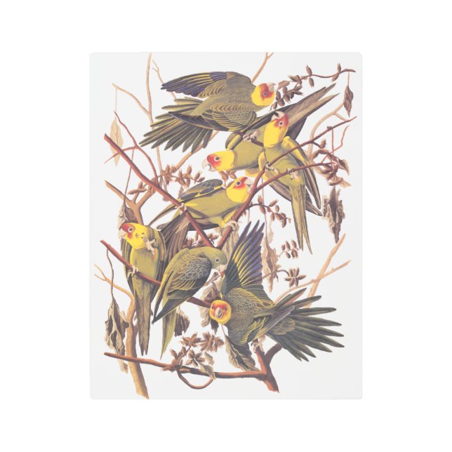 Audubon Carolina Parakeet Metal Print (Front)