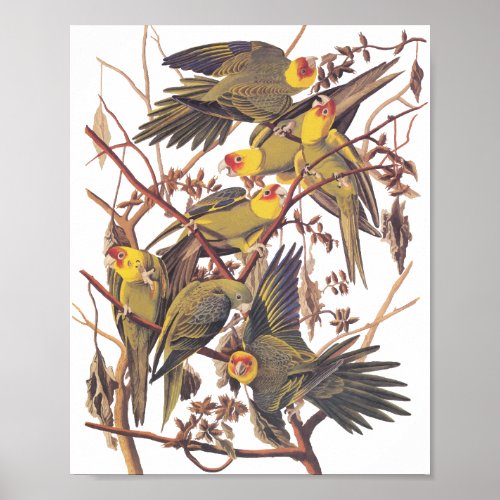 Audubon Carolina Parakeet Poster