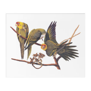 Audubon Carolina Parakeet Trio Acrylic Print
