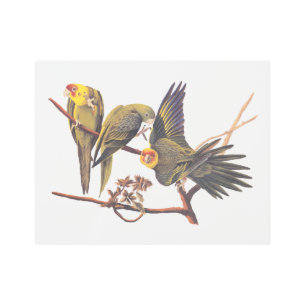 Audubon Carolina Parakeet Trio Metal Print