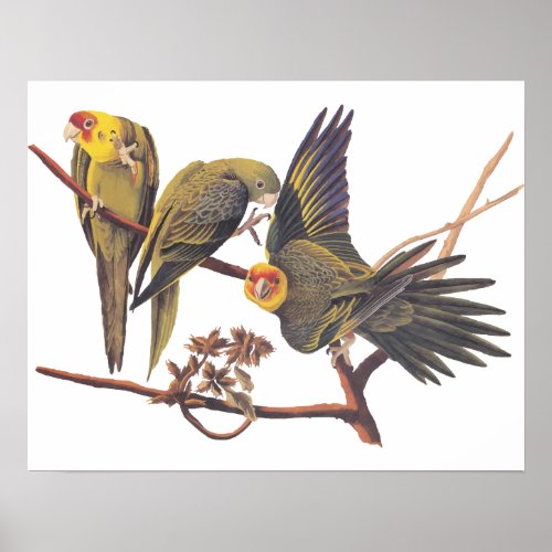 Audubon Carolina Parakeet Trio Poster