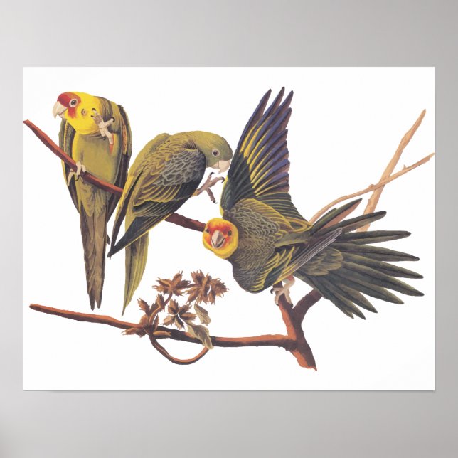 Audubon Carolina Parakeet Trio Poster (Front)