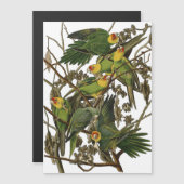 Audubon Carolina Parrot Bird illustration (Front/Back)