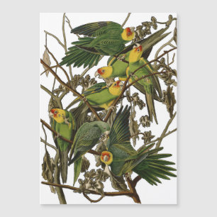 Audubon Carolina Parrot Bird illustration