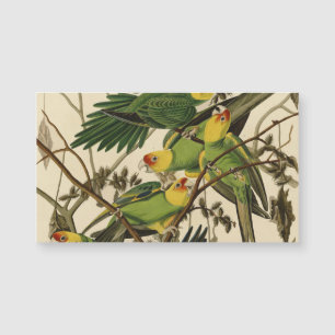 Audubon Carolina Parrot Bird illustration