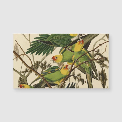 Audubon Carolina Parrot Bird illustration