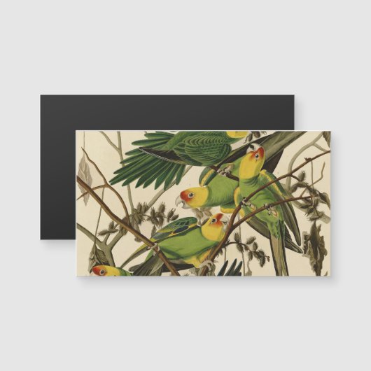 Audubon Carolina Parrot Bird illustration (Front/Back)