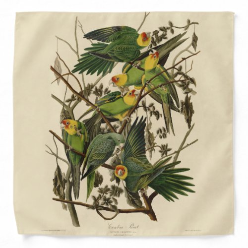 Audubon Carolina Parrot Bird illustration Bandana