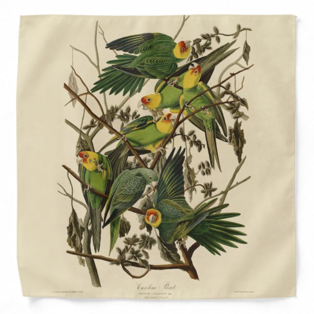 Audubon Carolina Parrot Bird illustration Bandana (Front)