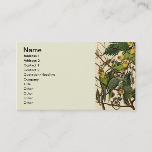 Audubon Carolina Parrot Bird illustration Business Card