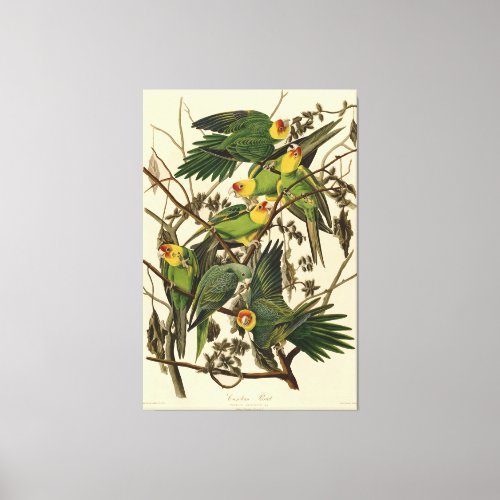 Audubon Carolina Parrot Bird illustration Canvas Print