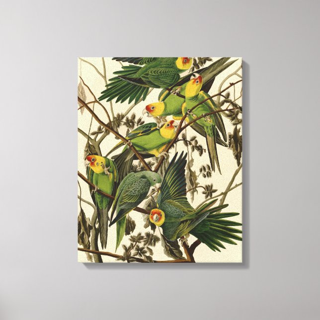 Audubon Carolina Parrot Bird illustration Canvas Print (Front)