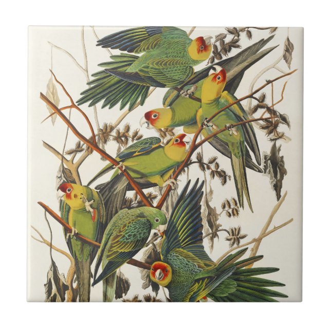 Audubon Carolina Parrot Bird illustration Ceramic Tile (Front)