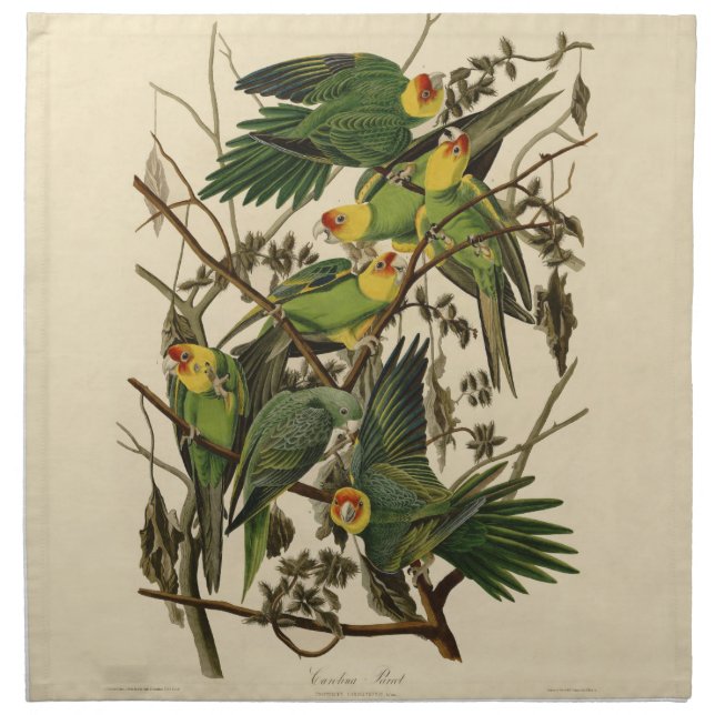 Audubon Carolina Parrot Bird illustration Cloth Napkin (Front)